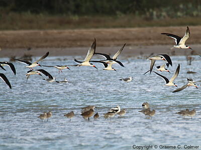 Black Skimmer (Rynchops niger) - Flock