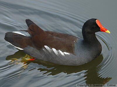 Common Gallinule (Gallinula galeata) - Adult