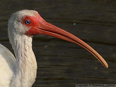 White Ibis (Eudocimus albus) - Adult