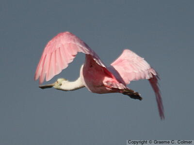 Roseate Spoonbill (Platalea ajaja) - Adult