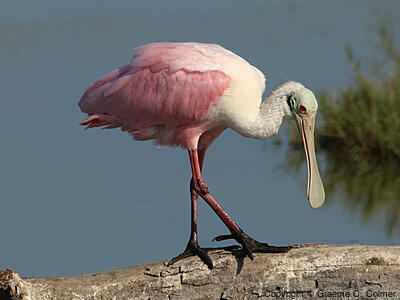 Roseate Spoonbill (Platalea ajaja) - Adult