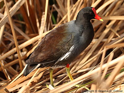 Common Gallinule (Gallinula galeata) - Adult