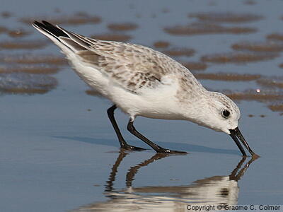 Sanderling (Calidris alba) - Nonbreeding adult