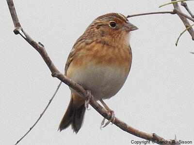 LeConte's Sparrow (Ammospiza leconteii) - Adult