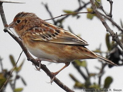 LeConte's Sparrow (Ammospiza leconteii) - Adult