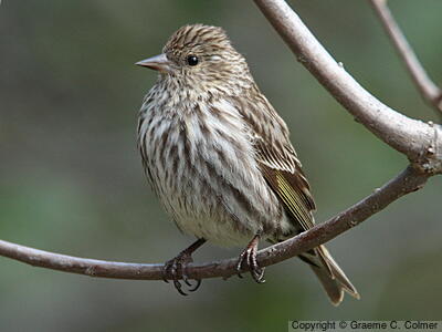 Pine Siskin (Spinus pinus) - Adult (Northern)
