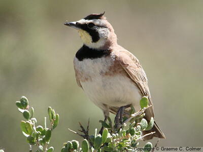 Horned Lark (Eremophila alpestris) - Adult male