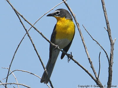 Yellow-breasted Chat (Icteria virens) - Adult