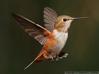 Rufous Hummingbird (Selasphorus rufus) - Immature male