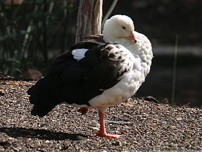 Andean Goose (Oressochen melanopterus) - Adult