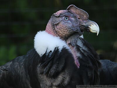 Andean Condor (Vultur gryphus) - Adult male