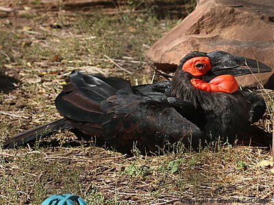 Southern Ground-Hornbill (Bucorvus leadbeateri) - Adult male