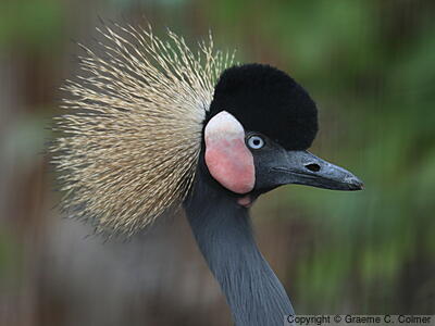 Black Crowned-Crane (Balearica pavonina) - Adult