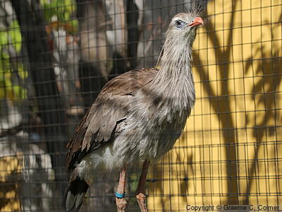 Red-legged Seriema (Cariama cristata) - Adult