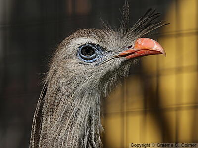 Red-legged Seriema (Cariama cristata) - Adult