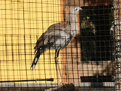 Red-legged Seriema (Cariama cristata) - Adult