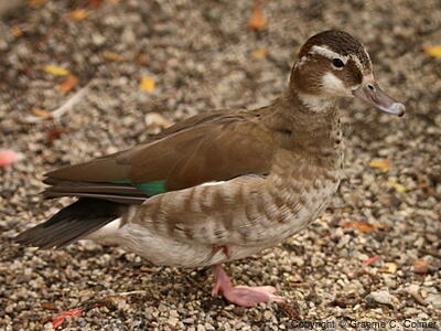 Ringed Teal (Callonetta leucophrys) - Adult female