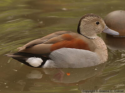 Ringed Teal (Callonetta leucophrys) - Adult male