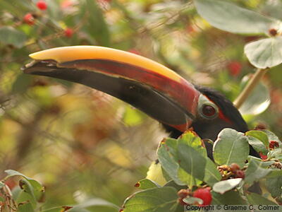 Green Aracari (Pteroglossus viridis) - Adult male