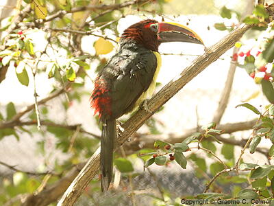 Green Aracari (Pteroglossus viridis) - Adult male