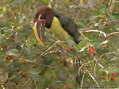 Green Aracari (Pteroglossus viridis) - Adult male