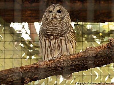 Barred Owl (Strix varia) - Adult