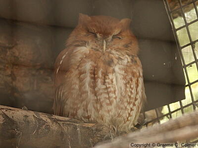 Eastern Screech-Owl (Megascops asio) - Adult (rufous morph)