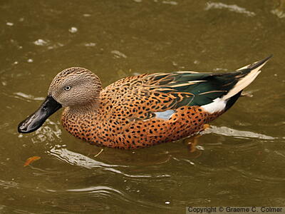 Red Shoveler (Spatula platalea) - Adult male