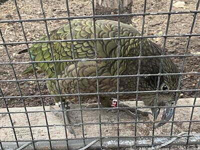 Kea (Nestor notabilis) - Adult