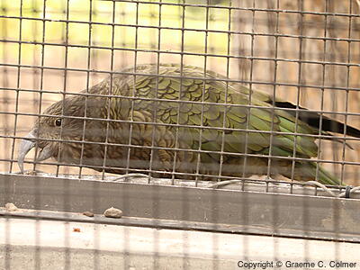 Kea (Nestor notabilis) - Adult