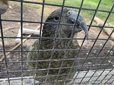 Kea (Nestor notabilis) - Adult