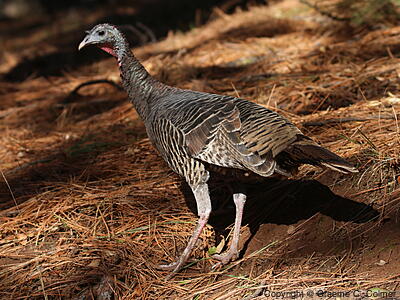 Wild Turkey (Meleagris gallopavo) - Adult female