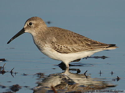 Dunlin (Calidris alpina) - Nonbreeding adult