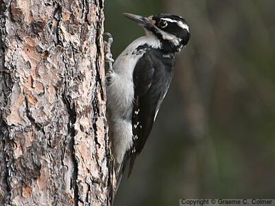 Hairy Woodpecker (Dryobates villosus) - Adult female