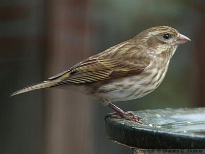 Purple Finch (Haemorhous purpureus) - Female/immature (Western)