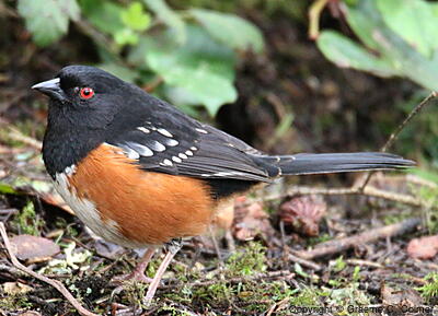 Spotted Towhee (Pipilo maculatus) - Adult