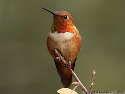 Rufous Hummingbird (Selasphorus rufus) - Adult male
