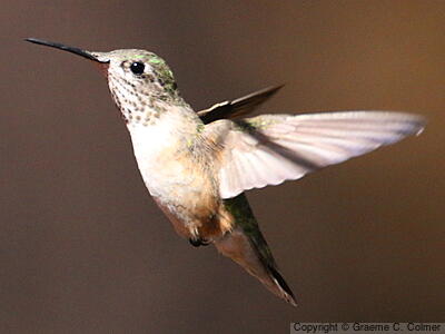 Calliope Hummingbird (Selasphorus calliope) - Adult female
