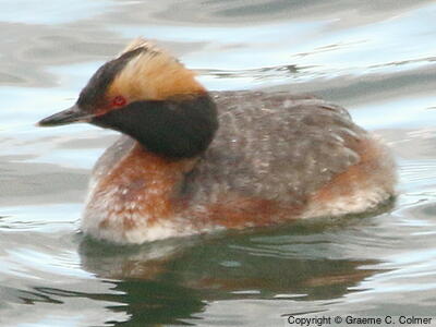 Horned Grebe (Podiceps auritus) - Breeding adult