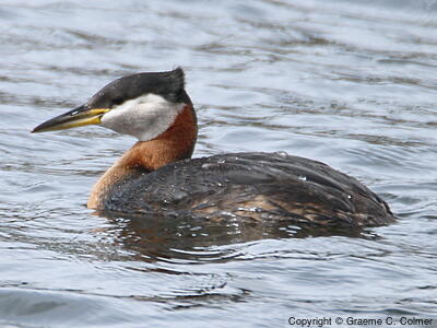 Red-necked Grebe (Podiceps grisegena) - Breeding adult