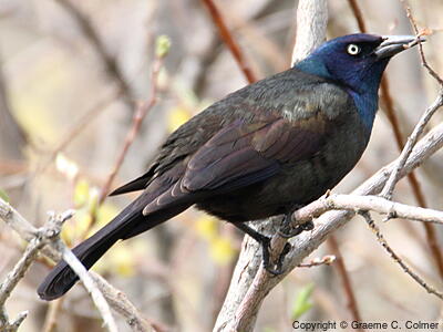 Common Grackle (Quiscalus quiscula) - Adult male