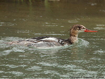 Red-breasted Merganser (Mergus serrator) - Immature male