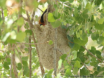 Bullock's Oriole (Icterus bullockii) - Adult on nest