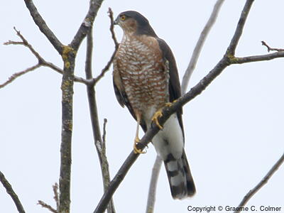 Sharp-shinned Hawk (Accipiter striatus) - Adult