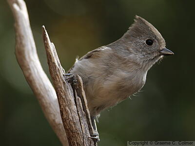 Oak Titmouse (Baeolophus inornatus) - Adult