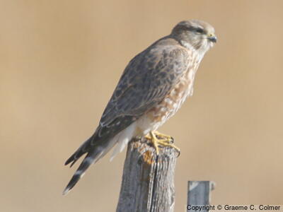 Merlin (Falco columbarius) - Adult (Prairie)