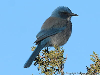 Woodhouse's Scrub-Jay (Aphelocoma woodhouseii) - Adult