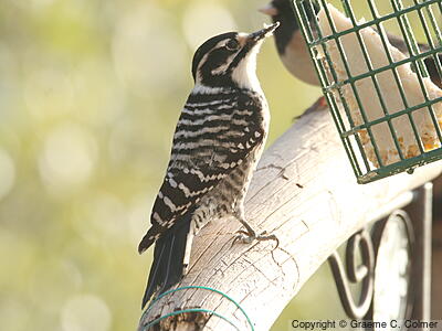 Nuttall's Woodpecker (Dryobates nuttallii) - Adult female