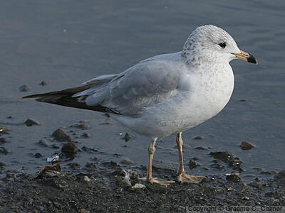 Ring-billed Gull (Larus delawarensis) - Second winter
