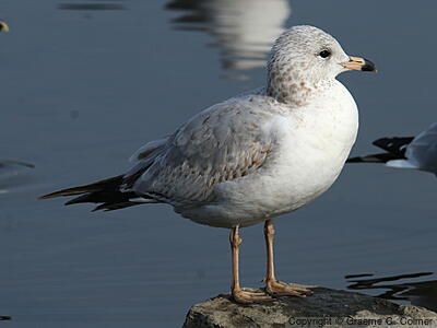 Ring-billed Gull (Larus delawarensis) - First winter